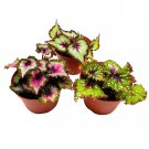Begonia Variety Assortment 3 Different Begonia Rex A