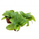 Green And White Wandering Dude 2Ch Set Of 3 Tradescantia Albiflora Albo-Vitta