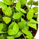 Hoya Krohniana Black 6Ch Rare Exotic House Wax Plant
