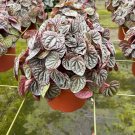 Red Emerald Ripple Peperomia 6Ch Frost Platinum Carperata Albovittata Wri