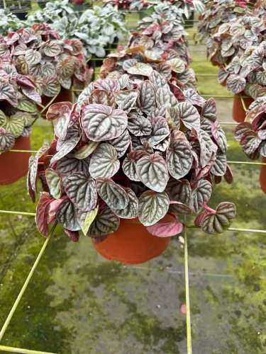 Red Emerald Ripple Peperomia 6Ch Frost Platinum Carperata Albovittata Wri