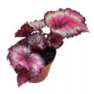 Raspberry Beret Begonia Rex 4Ch Painted-Leaf Winter Begonia Unique Homegro
