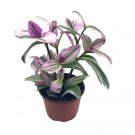 Pink Tradescantia Nanouk Variegated Wandering Jew Exclusive 4Ch