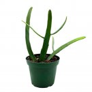 Euphorbia Xylophylloides A 4Ch Pot Rare Cactus