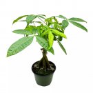 Braided Money Tree Pachira Aquatica A 6Ch Pot Water Chestnut