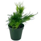 Asparagus Fern Plumosa Asparagus Setaceus 4Ch Lace Fern Climbing Asparagu