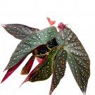 Dark Dreamer Angel Wing 6Ch Cane Begonia Pink Polkadots Variegated