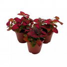 Red Hypoestes Phyllostachya 2Ch Set Of 3 Flamingo Polka Dot Plant Tiny Mini P