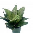Variegated Snake Plant 4Ch Rosette Shaped Lengua De Vaca Sansevieria Draca
