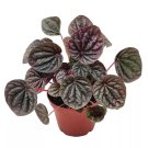 Red Emerald Ripple Peperomia Emerald Ripple Pepper Red Platinum Ivy-Leaf Pepe