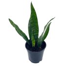 Variegated Snake Plant 4Ch Green Dracaena Trifasciata Cow'S Tongue Lengua