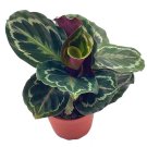 Calathea Medallion Roseopicta 4Ch Regal Rose Rabbit Ear Prayer Plant