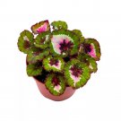 Jingle Bells Begonia Rex 6Ch