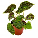 Begonia Aces High 4Ch Green Ace Rhizomatous Rhizo