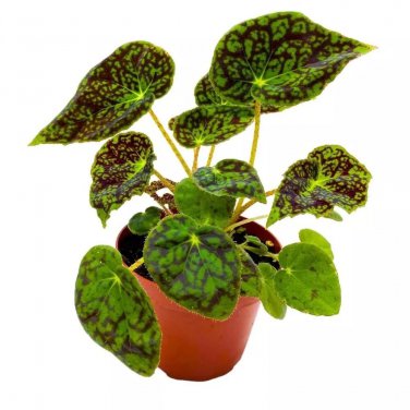 Begonia Aces High 4Ch Green Ace Rhizomatous Rhizo
