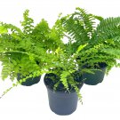 Boston Fern Assortment 3 Different 4Ch Boston Ferns Nephrolepis Exaltata Va