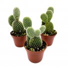 White Bunny Ears Cactus 2Ch Set Of 3 Opuntia Microdasys Angel'S Wings Tiny
