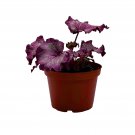 Pink Persuasion Begoina Rex 6Ch Pot