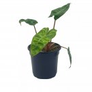 Philodendron Billietiae 4Ch Very Rare Philo