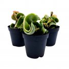 Hoya Variegated Hindu Rope 2Ch Set Of 3 Crinkle Wax Plant Porcelain Flower Ti