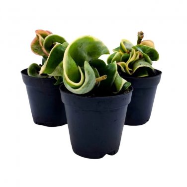 Hoya Variegated Hindu Rope 2Ch Set Of 3 Crinkle Wax Plant Porcelain Flower Ti