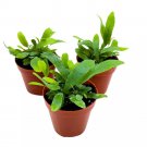 Blue Star Fern 2Ch Set Of 3 Phlebodium Aureum Tiny Mini Pixie