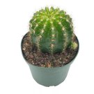 Lemon Barrel Cactus 4Ch Echinopsis Calochlora