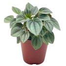 Green Ripple Peperomia Frost 2Ch Emerald Ripple Pepper Caperata Albovitta
