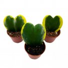 Variegated Hoya Kerrii 2Ch Set Of 3 Sweetheart Plant Valentine Tiny Mini Pi