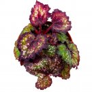 Cherry Bomb Begonia Rex 4Ch
