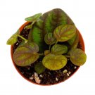 Peperomia Peppermill 2Ch Pixie Pep