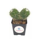 Un Pico Mammillaria Spinosissima Spiny Pincushion Cactus Well Rooted Potted Sta