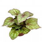 Peace Begonia Rex 6Ch White Pink Red