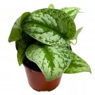 Satin Pothos Scindapsus Pictus Silver Vine Silver Cloud Silk Pothos 6C