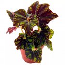 Begonia Shanicka 4Ch Rhizomatous Dark Green Shanika Rhizo