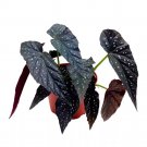Dark Warlock Angel Wing Cane Begonia 6Ch Premium Hybrid