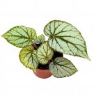 Begonia U400 4Ch Rhizomatous Rhizo Light Gray Dark Green Veins
