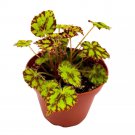 Tiger Kitten 4Ch Rhizomatous Begonia Rhizo Yellow Red Mini Leaves