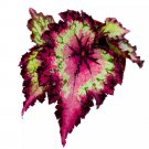 Raspberry Beret 4Ch Begonia Rex Pink Center Pink Band And Tail