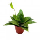 Hoya Rangsan 4Ch Latifolia Pink Flower Vining Wax Plant