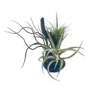 Bonsai Air Plant Branch Air Plant Holder With Long Colorful Live Air   Gi