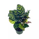 Calathea Makoyana Peacock Plant 4Ch Pot Cathedral Calathea Prayer Plant