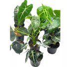 Alocasia Assortment Set 4Ch Pots 10 Different Alocasias Frydek Black Velve