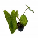 Philodendron Paraiso Verde 4Ch Green Paradise Green Princess Philo Marbled