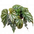 Silver Mist Angel Wing 6Ch Cane Begonia Green White Streaks