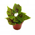 Begonia Shy Dancer 4Ch Green With Brown Spots Rhizomatous Rhizo