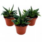 Gasteria Pillansii 2Ch Set Of 3 Succulent Haworthia Aloe Cow Tongue Tiny Mi