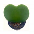 Green Hoya Kerrii Heart/Original Sweetheart Plant/Mothers Day Plant/Hoya Plant/H