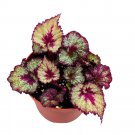 Very Berry Begonia Rex 6Ch Pink Heart Spiral White Splashy Pink Ban