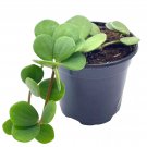 Peperomia Hope Peperomia Rotundifolia Pecuniifolia A 4Ch Pot